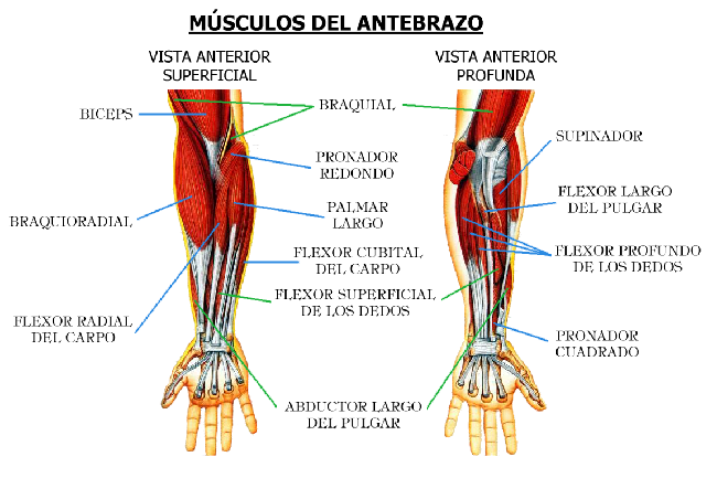 Ejercicios de brazo y antebrazo